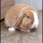 Minilop ram, Mâle, Nain, Oreilles tombantes, 0 à 2 ans