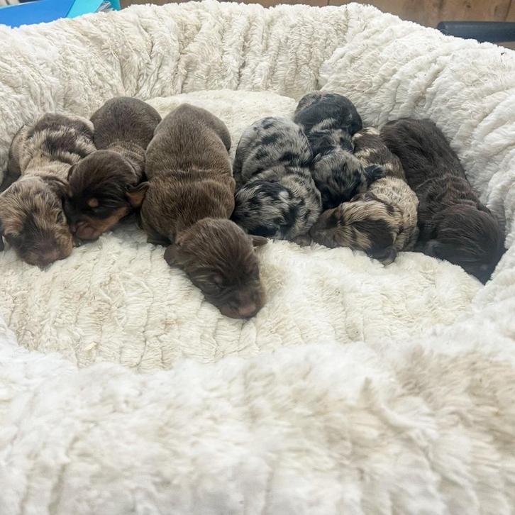 Langharige Teckel pupjes merle en choco tann, Dieren en Toebehoren, Honden | Teckels en Dashonden, Meerdere dieren, Langhaar, Dwerg