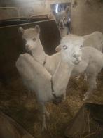 Alpaca hengst wit, Dieren en Toebehoren