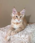 Prachtige Maine Coon kater – toekomstige reus, Kater, Gechipt, 0 tot 2 jaar