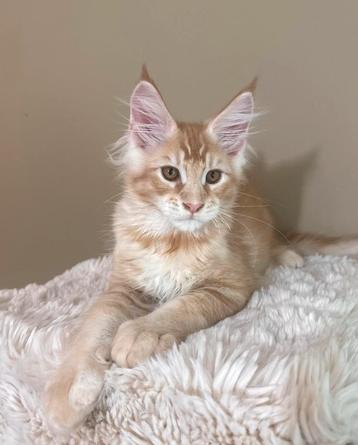 Prachtige Maine Coon kater – toekomstige reus beschikbaar voor biedingen