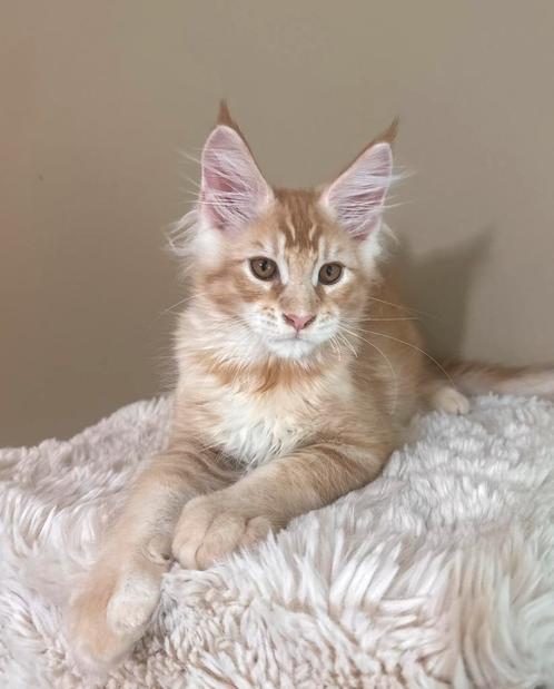 Prachtige Maine Coon kater – toekomstige reus, Dieren en Toebehoren, Katten en Kittens | Raskatten | Langhaar, Kater, 0 tot 2 jaar