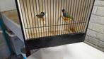 Gould amandines., Dieren en Toebehoren, Geringd