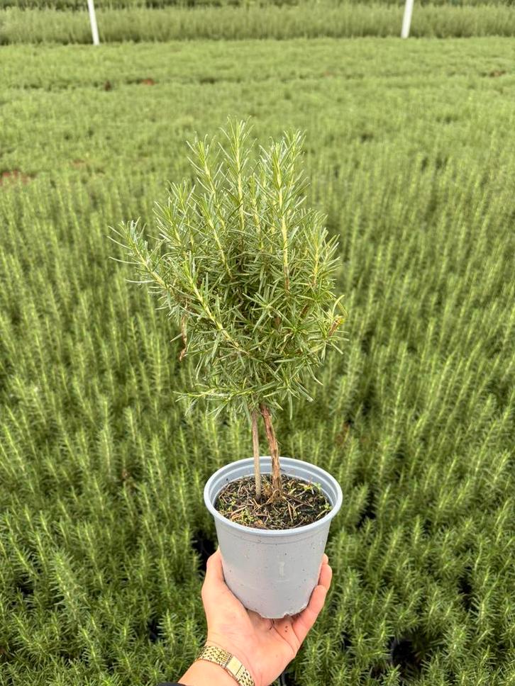 Rozemarijn op stam, Tuin en Terras, Planten | Tuinplanten, Ophalen
