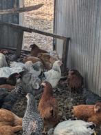 Legkippen, Dieren en Toebehoren