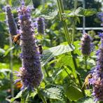 Dropplant zaden, Agastache foeniculum, Verzenden, Zaad