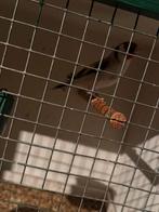 Putters van jaar 2025 koppel, Dieren en Toebehoren, Meerdere dieren, Bastaard