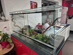 Terrarium, Animaux & Accessoires, Enlèvement, Comme neuf, Terrarium ou Paludarium