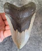 MEGALODON TAND USA	228	gr	13x9x2,3	cm, Ophalen of Verzenden, Fossiel