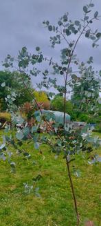 Eucalyptus Azura winterhard, Ophalen