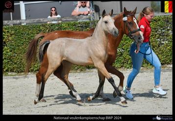 Knap springgefokt merrieveulen disponible aux enchères