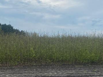 Carpinus betulus haagbeuk beschikbaar voor biedingen