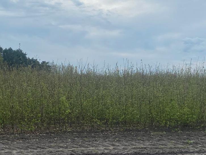 Carpinus betulus haagbeuk, Tuin en Terras, Planten | Struiken en Hagen, Haagbeuk, Ophalen