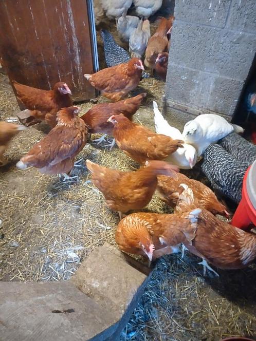 Legkippen Brakel, Dieren en Toebehoren, Pluimvee