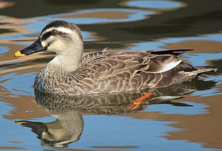 Verschillende soorten eenden en ganzen, Dieren en Toebehoren, Vogels | Overige Vogels