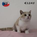 Lieve Britse Korthaar tricolor te koop, Dieren en Toebehoren, Katten en Kittens | Raskatten | Korthaar, Poes, Gechipt, 0 tot 2 jaar