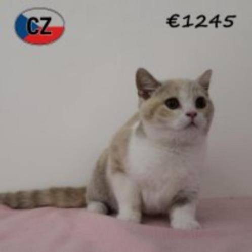 Lieve Britse Korthaar tricolor te koop, Dieren en Toebehoren, Katten en Kittens | Raskatten | Korthaar, Poes, 0 tot 2 jaar, Gechipt