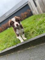 Mooie border collie pup, Dieren en Toebehoren, België, CDV (hondenziekte), 8 tot 15 weken, Teef