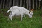 Kempense geiten, Dieren en Toebehoren, Schapen, Geiten en Varkens, Geit