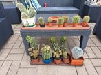 cactussen, Ophalen
