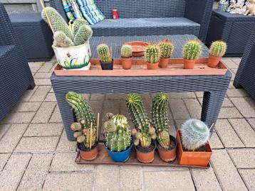 cactussen  beschikbaar voor biedingen
