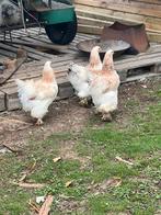 Brahma
