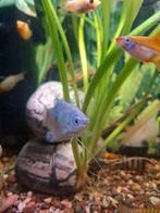 3x vrouwelijke blauwe gourami, Dieren en Toebehoren, Vissen | Aquariumvissen, Vis, Zoetwatervis
