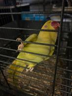 2 halsbandparkieten, Dieren en Toebehoren, Vogels | Parkieten en Papegaaien