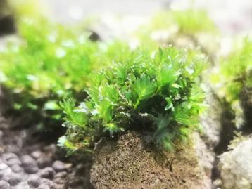 Fissidens miroshaki beschikbaar voor biedingen