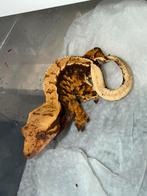 Wimpergekko dark base harlequin, Dieren en Toebehoren