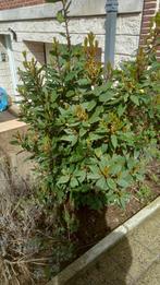 arbuste laurier sauce hauteur +/- 140 cm encore en terre, Jardin & Terrasse, Laurier, Enlèvement, Arbuste