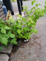 Framboos, Tuin en Terras, Planten | Tuinplanten, Ophalen