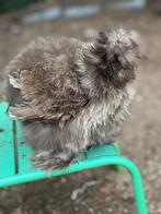 Zijdehoen hennen 2025 frizzle, Dieren en Toebehoren, Pluimvee, Vrouwelijk, Kip