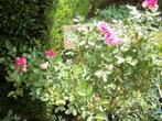 Roos op stam staat nu volop in bloei, Tuin en Terras, Volle zon, Vaste plant, Lente, Ophalen