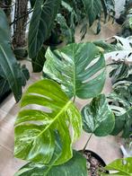 Monstera Deliciosa Albo Variegata, Huis en Inrichting, Kamerplanten, Ophalen, In pot