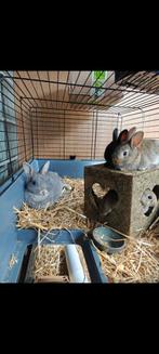 Konijn, Dieren en Toebehoren, Konijnen, Dwerg