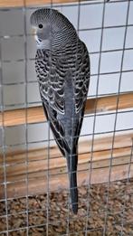 Split blackface kans split blackwing, Dieren en Toebehoren, Vogels | Parkieten en Papegaaien