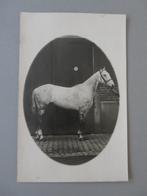 oude foto witte schimmel paard, Verzamelen, Foto's en Prenten, Verzenden, Foto, Zo goed als nieuw, Voor 1940