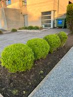 Buxus bollen 4 st. GRATIS, Jardin & Terrasse, Plantes | Arbustes & Haies, Enlèvement ou Envoi, Buis