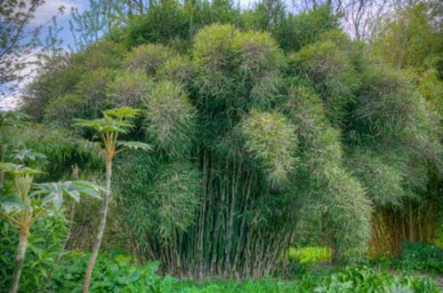 Thamnocalamus tessellatus, Tuin en Terras, Planten | Tuinplanten, Vaste plant, Ophalen
