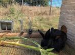 Konijnen en caviahotel, Dieren en Toebehoren, Ophalen, Cavia