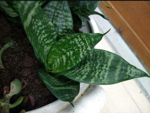 laag blijvende sanseveria ( volwassen planten geen kleine st, Maison & Meubles, Plantes d'intérieur, Envoi