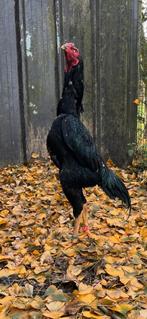 Shamo's te koop, Dieren en Toebehoren, Meerdere dieren, Kip