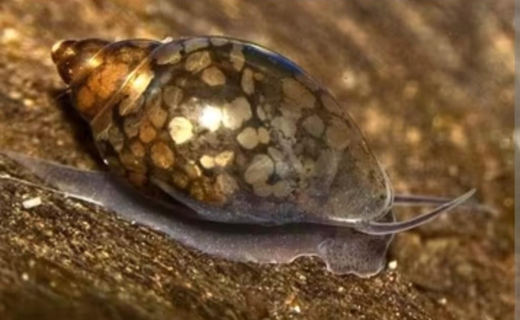 Poelslakken of eieren, Dieren en Toebehoren, Vissen | Aquariumvissen, Slak of Weekdier, Zoetwatervis