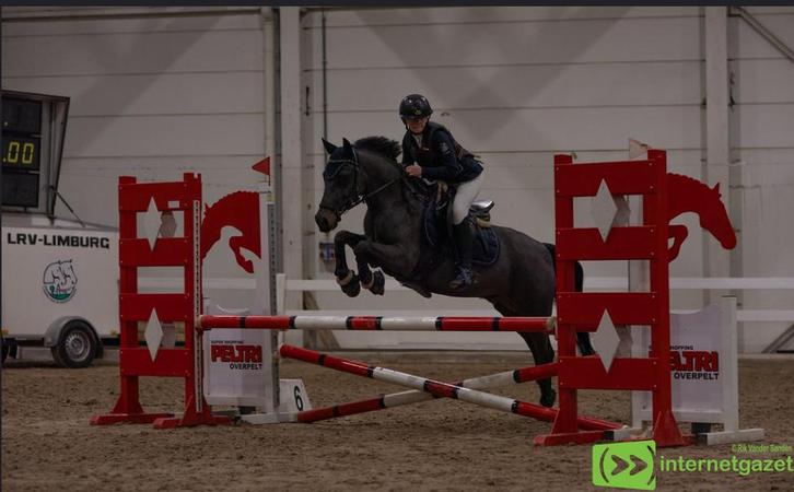 Lieve betrouwbare D-pony, Animaux & Accessoires, Poneys, Hongre, M, Poney D (1.37 m à 1.48m), 11 ans ou plus
