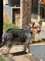 Chiots Yorkshire, Animaux & Accessoires, Chiens | Jack Russell & Terriers, Yorkshire Terrier, Plusieurs, Parvovirose, Belgique