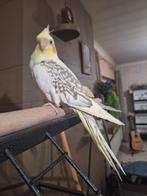 Valkparkiet zeer tam, Animaux & Accessoires, Oiseaux | Perruches & Perroquets, Domestique