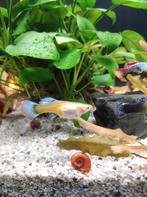 Posthoornslak rood en bruin, Dieren en Toebehoren