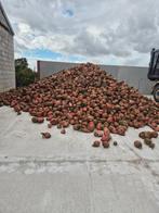100 ton voederbieten te koop, Ophalen