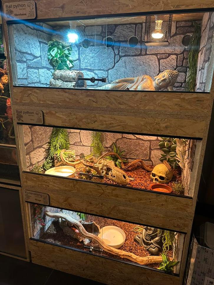 Osb3 terrarium 100x50x50, Animaux & Accessoires, Reptiles & Amphibiens | Accessoires, Comme neuf, Enlèvement